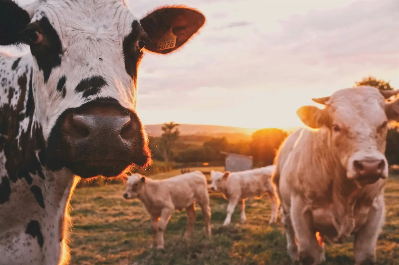 Musterbild: Kühe auf der Weide – Elektrotechnik für die Landwirtschaft (wird durch eigene Aufnahme ersetzt)
